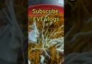 Noodles chawmin easy recipes#shortfeed #trending #youtubeshorts #reels #fastfood#chinesefood
