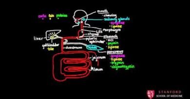 Basics of Digestion – Just Cook For Kids