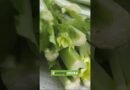 The Smoothie Diet 21 day Program | Detoxifying Green Smoothie Recipe #shorts