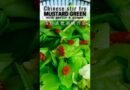 Mustard Green Stir Fry with Garlic & Ginger, Chinese stir fry vegetable shorts