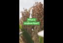What Is Sorghum Flour?