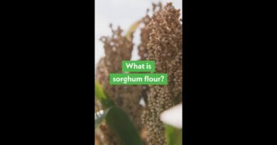 What Is Sorghum Flour?