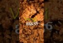 Vangi bath rice recipe