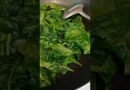 Wilted baby Spinacia oleracea (spinach) folded into eggs. Rich in Iron & Vit. K. Quick to prepare.