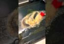 Crispy parmesan potatoes | #cooking #recipes #food #recipeshorts #cookingchannel #potatorecipe