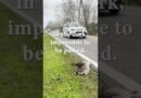Drive Slow, Save Lives: A Raccoon’s Tragic End