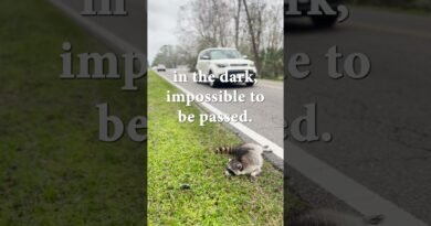 Drive Slow, Save Lives: A Raccoon’s Tragic End
