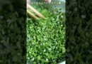 Simple Way Cooking Food For Your Family Everyday|Watch my simple ways to cook food daily life #Short